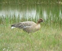 Pink-footed-Goose-B.jpg