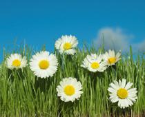 Plants-1-s.jpg