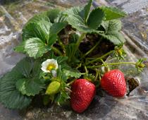 Plants-10-s.jpg
