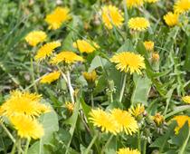 Plants-2-s.jpg