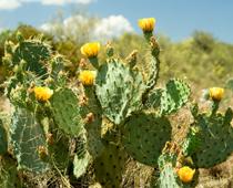 Plants-6-s.jpg