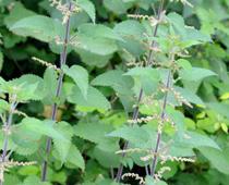 Plants-7-s.jpg