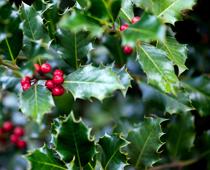 Plants-8-s.jpg