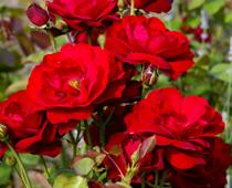 Plants-9-s.jpg