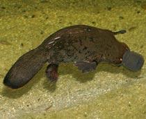 Platypus-B.jpg