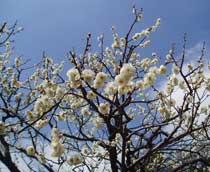 Plum-Blossom-B.jpg