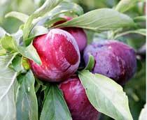 Plum1-B.jpg