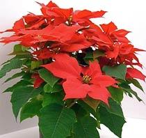 Poinsettia-B.jpg
