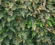 Polypody-fern-B.jpg