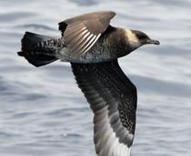 Pomarine-Skua-B.jpg