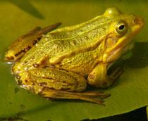 Pool-Frog-B.jpg
