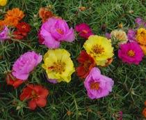 Portulaca-B.jpg