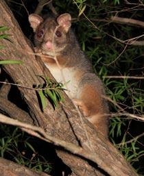 Possum-B.jpg