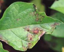Potato-blight-B.jpg