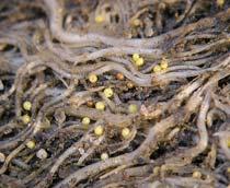 Potato-cyst-nematode-B.jpg