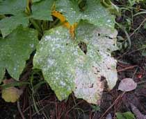Powdery-mildew-B.jpg