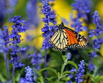 Pretty-Butterfly-B.jpg