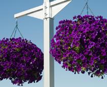 Pretty-Purple-B.jpg