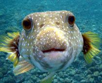 Pufferfish-B.jpg