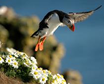 Puffin-B.jpg