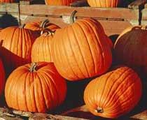 Pumpkin-B.jpg
