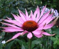 Purple-Coneflower-B.jpg