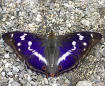 Purple-Emperor-Original-B.jpg