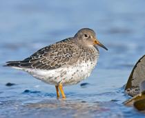 Purple-Sandpiper-B.jpg