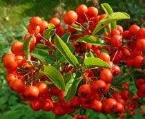 Pyracantha-B.jpg