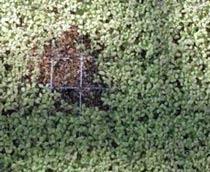 Pythium-B.jpg