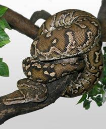 Python-B.jpg