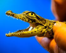 Question-Crocodile-B.jpg