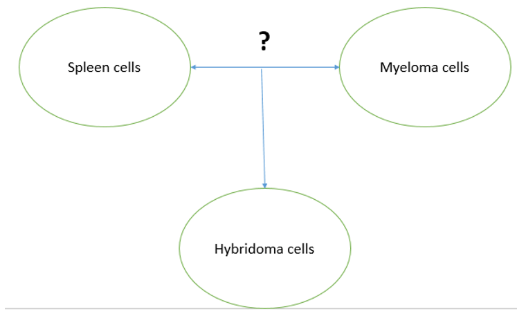 Questiondrug-pharmaceutical-biotechnology-questions-answers3.jpg