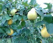 Quince-B.jpg