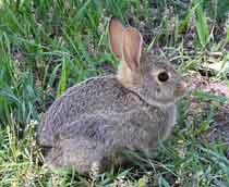 Rabbits-B.jpg
