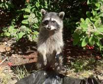 Raccoon-B.jpg