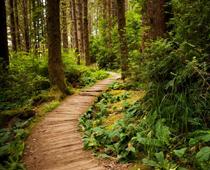Raffle-path-B.jpg