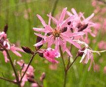 Ragged-Robin-B.jpg