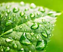 Raindrops-B.jpg