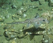 Ratfish-B.jpg
