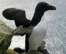 Razorbill-B.jpg