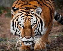 Read-Tiger-B.jpg