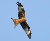 Red-Kite-B.jpg
