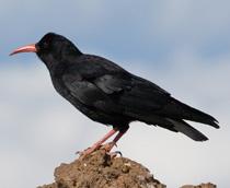 Red-billed-Chough-B.jpg