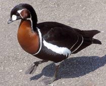 Red-breasted-Goose-B.jpg