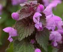 Red-deadnettle-B.jpg