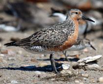 Red-knot-B.jpg