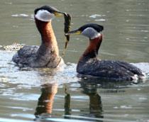 Red-necked-Grebe-B.jpg