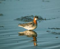 Red-necked-Phalarope-B.jpg