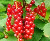 Redcurrant-B.jpg
